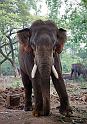 Elephant_02